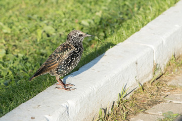 Starling on the sidewalk