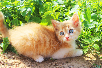Naklejka na ściany i meble Kitten. Cute kitten with blue eyesin the park. Cute red cat in grass in summer. Cat over nature background. Cropped shot of kitten.