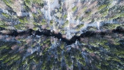 Obraz premium Winter forest with small river top down drone aerial. Drone landscape with small river in forest. Beautiful sunny day.