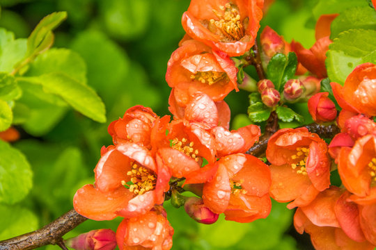 Blooming Japanese quince, branches of chaenomeles japonica with beautiful flowers on a rainy sunny day