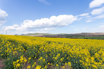 Fototapeta premium Canola field in the Zemplen