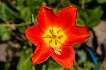 Rote Sterntulpe