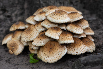 Mushrooms growing on the grey natural background