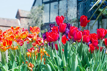 Obraz premium Brightly coloured flowerbed full of multi coloured tulips with an old manor house in the background