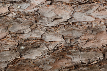 Pine bark texture
