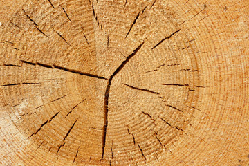Fototapeta premium Pine cut texture