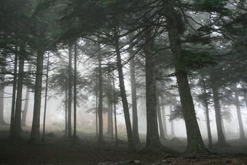 pine trees in fog mist