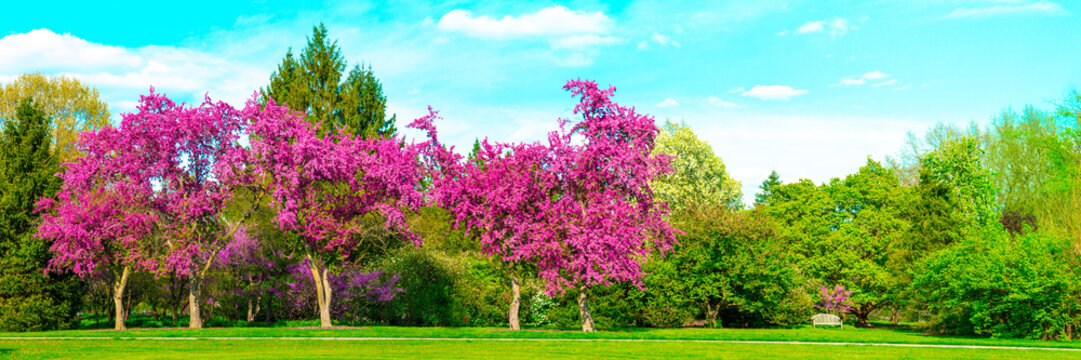Banner Of Beautiful Blooming Trees In Park With Blue Sky And Clouds