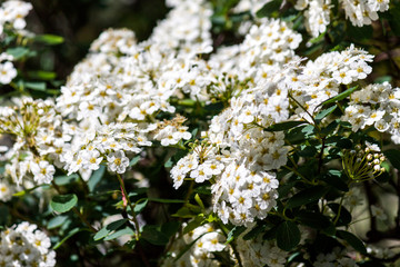 White alyssum flowering plant under sun light - photograph