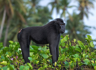 The Celebes crested macaque . Crested black macaque, Sulawesi crested macaque, sulawesi macaque or the black ape.  Natural habitat. Sulawesi Island. Indonesia.