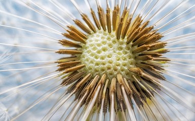 An abstract macro image of a dandelion flower head with missing seeds on a light blue and white background