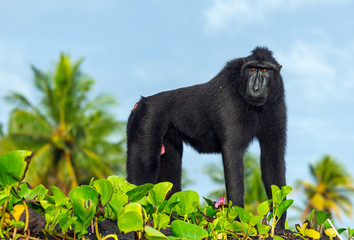 The Celebes crested macaque . Silhouette against the  sky background. Crested black macaque, Sulawesi crested macaque, celebes macaque or the black ape.  Natural habitat. Sulawesi. Indonesia.