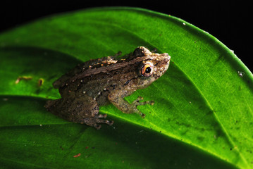 Scinax Tree Frog photographed in Guarapari, Espirito Santo. Picture made in 2007.