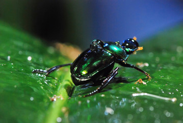 Beetle  photographed in Guarapari, Espírito Santo - Southeast of Brazil. Atlantic Forest Biome. Picture made in 2007
