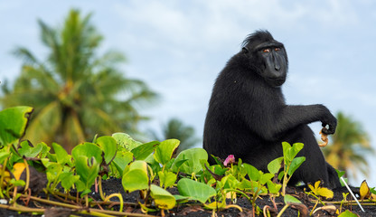 The Celebes crested macaque . Silhouette against the  sky background. Crested black macaque, Sulawesi crested macaque, celebes macaque or the black ape.  Natural habitat. Sulawesi. Indonesia.