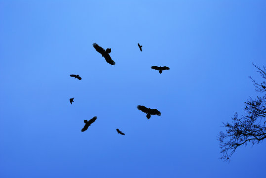 Birds circling in the sky
