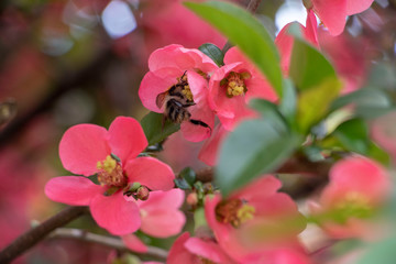 Bees in a blooming quince tree flower during spring