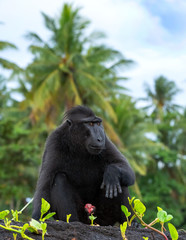The Celebes crested macaque . Crested black macaque, Sulawesi crested macaque, sulawesi macaque or the black ape.  Natural habitat. Sulawesi Island. Indonesia.