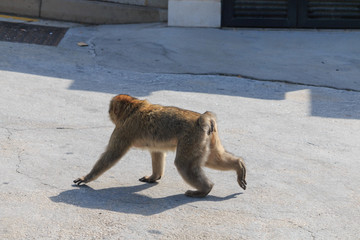BARBARY MACAQUE walk in Gibraltar street at summer