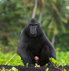 The Celebes crested macaque . Crested black macaque, Sulawesi crested macaque, sulawesi macaque or the black ape.  Natural habitat. Sulawesi Island. Indonesia.
