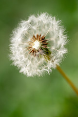 Macro photo of dandelion on the green background