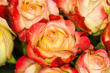 Fototapeta na wymiar Beautiful large bouquet of yellow-red roses. Nature. close up, selective focus