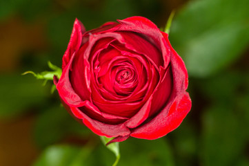 Beautiful Red Rose flower. Nature. close up, selective focus