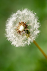 Macro photo of dandelion on the green background