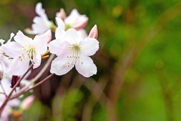 Branch with white flowers against green grass background
