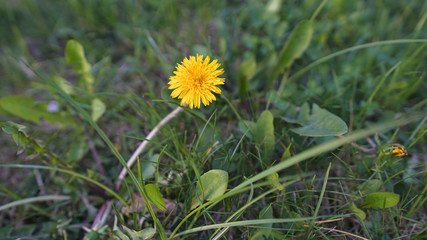 Macro Photo of a dandelion plant. Dandelion plant with a fluffy yellow bud. Yellow dandelion flower growing in the ground. Dandelion with plant Lamium purpureum 