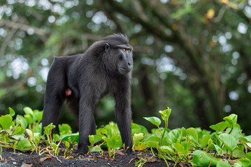 The Celebes crested macaque . Crested black macaque, Sulawesi crested macaque, sulawesi macaque or the black ape.  Natural habitat. Sulawesi Island. Indonesia.