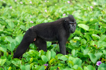 The Celebes crested macaque . Crested black macaque, Sulawesi crested macaque, sulawesi macaque or the black ape.  Natural habitat. Sulawesi Island. Indonesia.