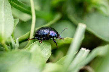 Photo of bug macro