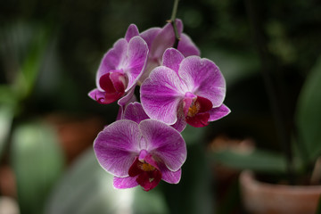 Naklejka na ściany i meble Vibrant pink and purple orchid close up view in a greenhouse