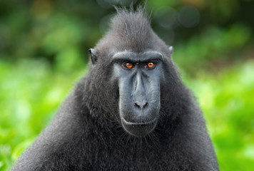 The Celebes crested macaque . Close up portrait, front view. Crested black macaque, Sulawesi crested macaque, or the black ape.  Natural habitat. Sulawesi. Indonesia.