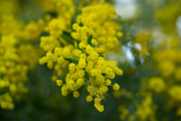 Australian acacia cultriformis bright yellow flowers