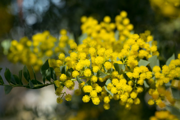 Fototapeta premium Yellow flowers of the australian acacia cultriformis