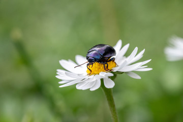 Photo of bug macro