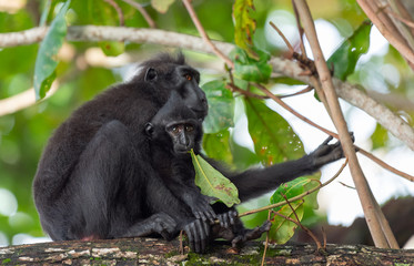 The Celebes crested macaque with cub on the branch of the tree. Crested black macaque, Sulawesi crested macaque, sulawesi macaque or the black ape.  Natural habitat. Sulawesi. Indonesia.