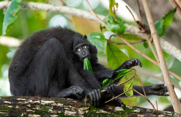 The Celebes crested macaque with cub on the branch of the tree. Crested black macaque, Sulawesi crested macaque, sulawesi macaque or the black ape.  Natural habitat. Sulawesi. Indonesia.