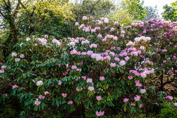 神角寺のシャクナゲ