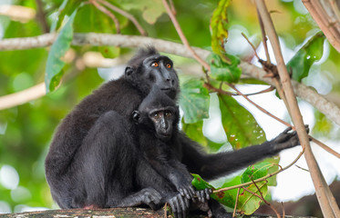 The Celebes crested macaque with cub on the branch of the tree. Crested black macaque, Sulawesi crested macaque, sulawesi macaque or the black ape.  Natural habitat. Sulawesi. Indonesia.