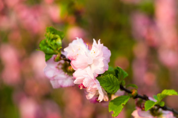 Fototapeta premium Background blooming beautiful pink cherries in raindrops on a sunny day in early spring close up, soft focus