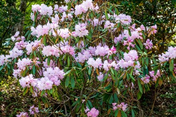 Fototapeta premium 神角寺のシャクナゲ
