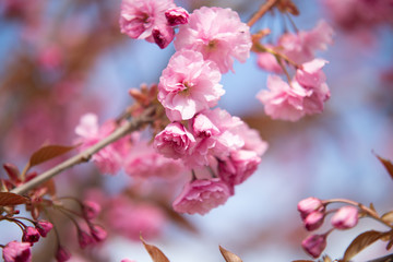 Fototapeta na wymiar Pink Cherry Blossom