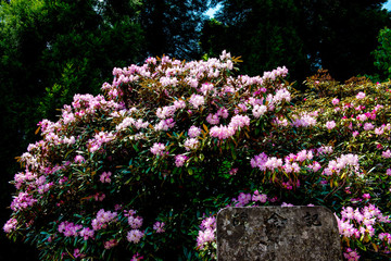 神角寺のシャクナゲ