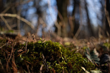Close up of moss growing on a forest floor with trees in soft background