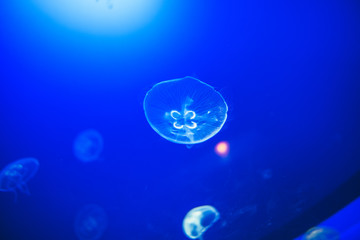 Naklejka na ściany i meble Transparent moon jellyfishes smoothly swimming in deep blue water in San Sebastian, Spain