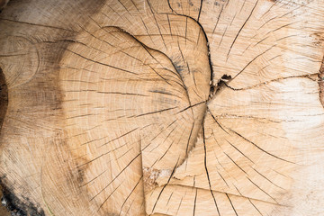 Wood texture. Stump in the forest, macro stump