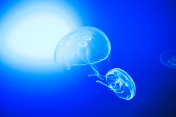 Transparent moon jellyfishes smoothly swimming in deep blue water in San Sebastian, Spain